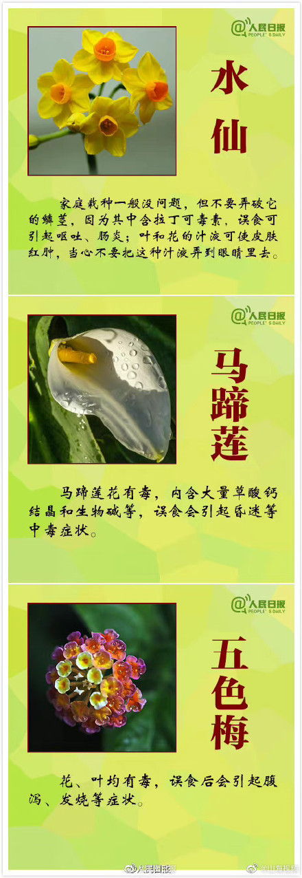 科普:哪些观赏植物不可食用 科普:哪些观赏植物不可食用