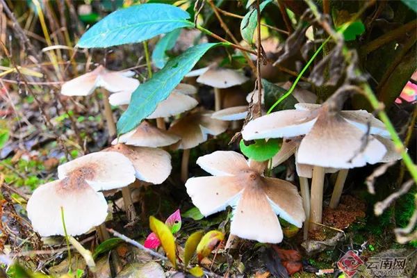 雨季和它 如约而至