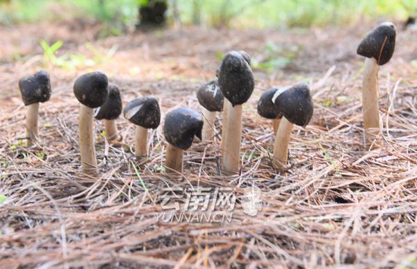 雨季和它 如约而至
