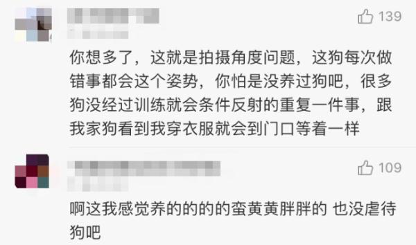它的表情包很多人在用！网红小狗疑遭主人扎针虐待？警方介入