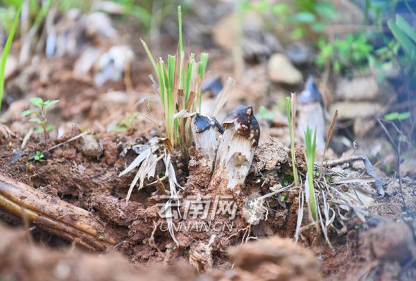 雨季和它 如约而至