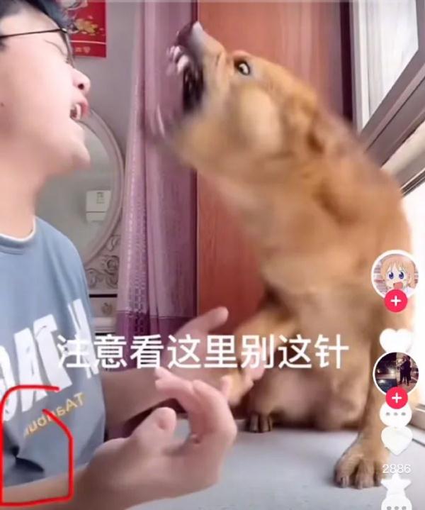 它的表情包很多人在用！网红小狗疑遭主人扎针虐待？警方介入