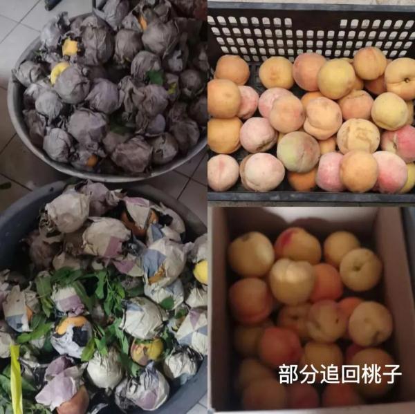 树上3000斤桃子不翼而飞，民警速擒偷桃贼