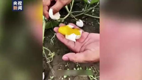 违反常识追求流量 农产品带货直播乱象丛生