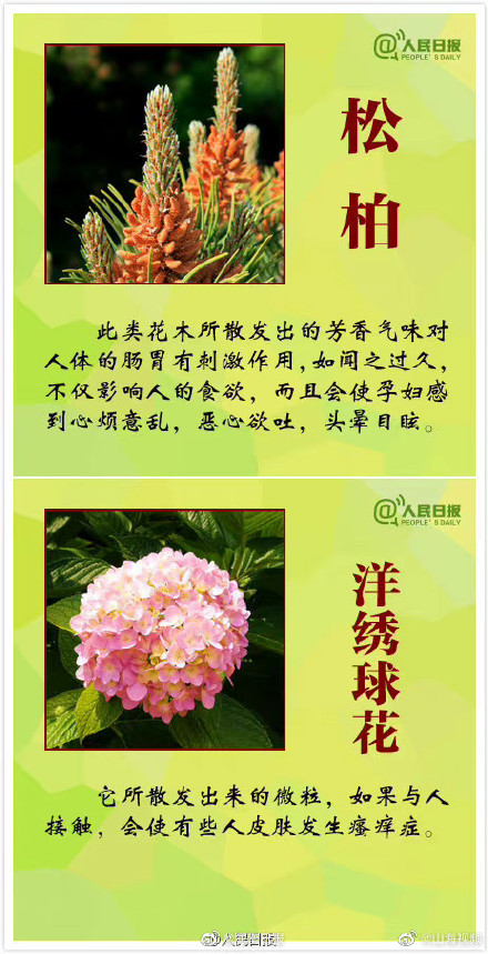 科普:哪些观赏植物不可食用 科普:哪些观赏植物不可食用