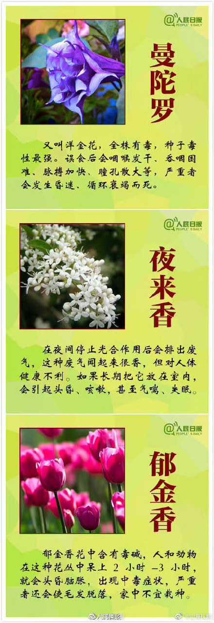 科普:哪些观赏植物不可食用 科普:哪些观赏植物不可食用