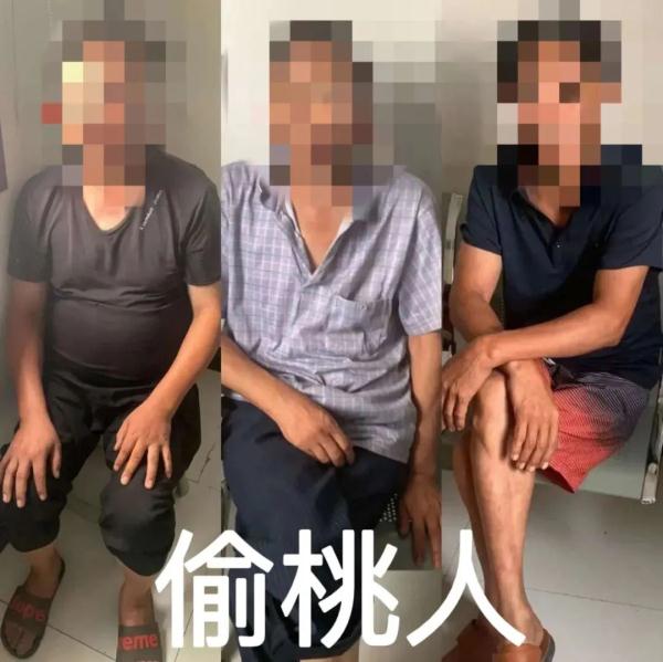 树上3000斤桃子不翼而飞，民警速擒偷桃贼