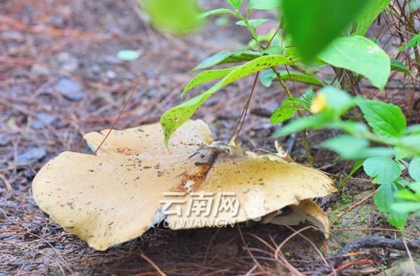雨季和它 如约而至