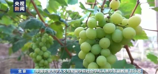 违反常识追求流量 农产品带货直播乱象丛生
