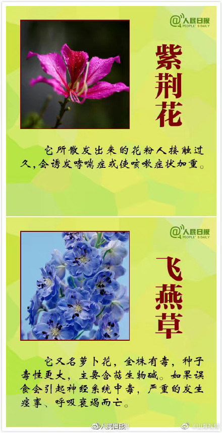 科普:哪些观赏植物不可食用 科普:哪些观赏植物不可食用