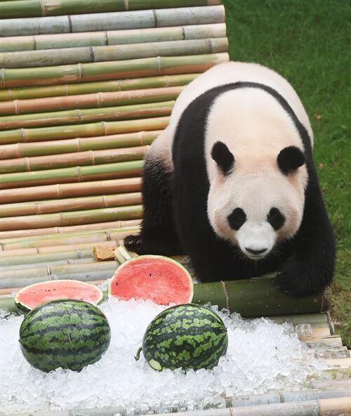 夏日炎炎桑拿天，旅韩大熊猫在韩国过得怎么样？