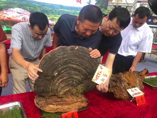 十大“菌王”出炉，最大一朵9850克！