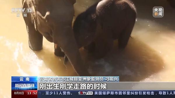 北上南归一年，亚洲象群有了新变化