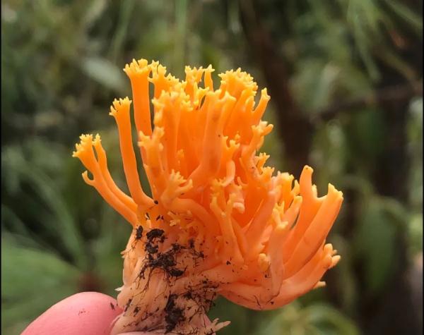 十大“菌王”出炉，最大一朵9850克！