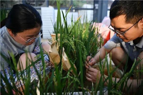 “让中国人吃上好大米!” “让中国人吃上好大米!”