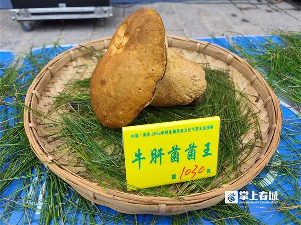 十大“菌王”出炉，最大一朵9850克！