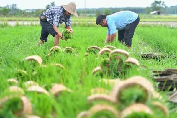 “让中国人吃上好大米!” “让中国人吃上好大米!”