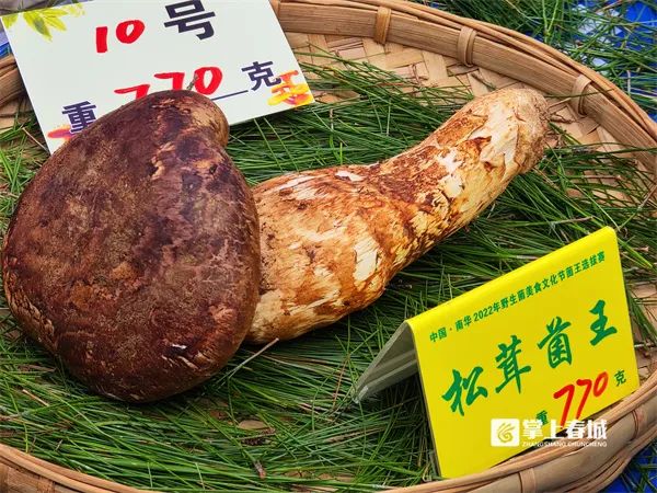 十大“菌王”出炉，最大一朵9850克！