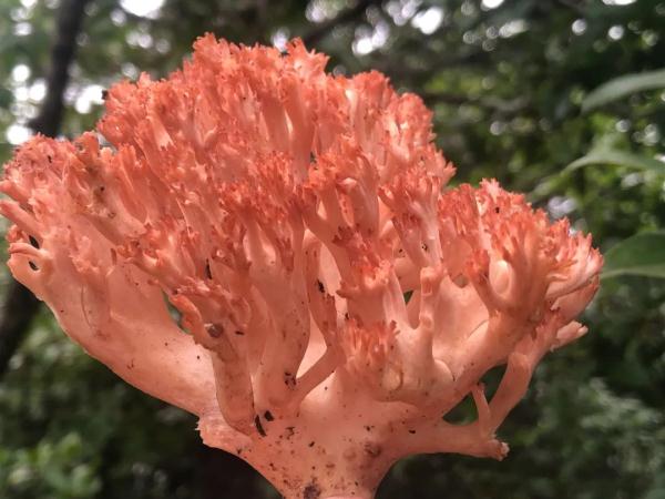 十大“菌王”出炉，最大一朵9850克！