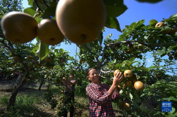 贵州余庆:金秋梨丰收 贵州余庆:金秋梨丰收