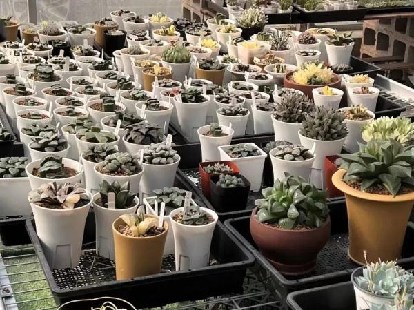 “采花贼”偷了一盆市价10万的多肉，不会培植致枯萎！已被采取强制措施