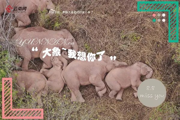 大象，我想你了！