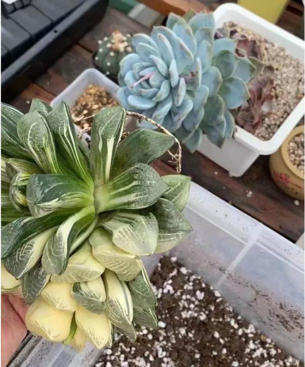 “采花贼”偷了一盆市价10万的多肉，不会培植致枯萎！已被采取强制措施