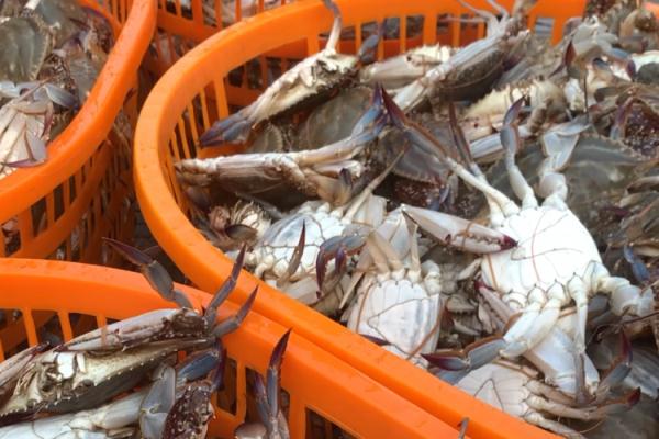 上海人的心头好售价已降4成!想吃请抓紧... 上海人的心头好售价已降4成!想吃请抓紧...