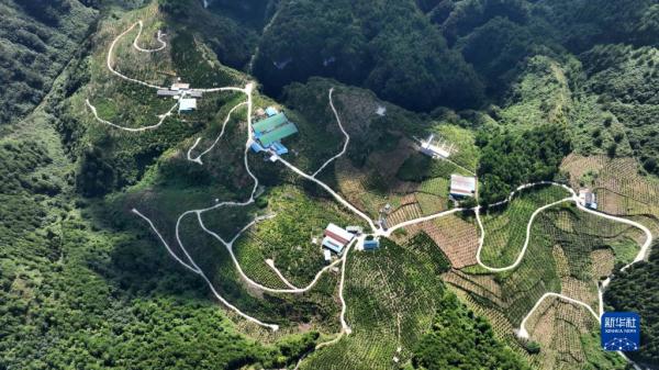 贵州余庆:金秋梨丰收 贵州余庆:金秋梨丰收