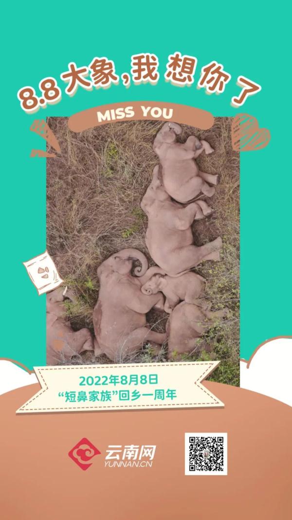 大象，我想你了！