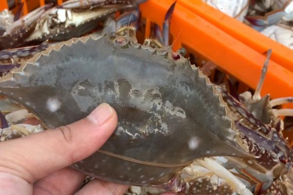 上海人的心头好售价已降4成!想吃请抓紧... 上海人的心头好售价已降4成!想吃请抓紧...