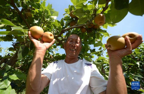 贵州余庆:金秋梨丰收 贵州余庆:金秋梨丰收