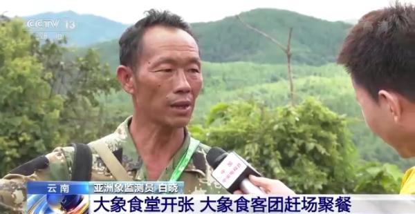 “大象食堂”开张了!云南野生亚洲象数量已超300头…… “大象食堂”开张了!云南野生亚洲象数量已超300头……