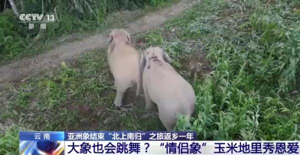 “大象食堂”开张了!云南野生亚洲象数量已超300头…… “大象食堂”开张了!云南野生亚洲象数量已超300头……