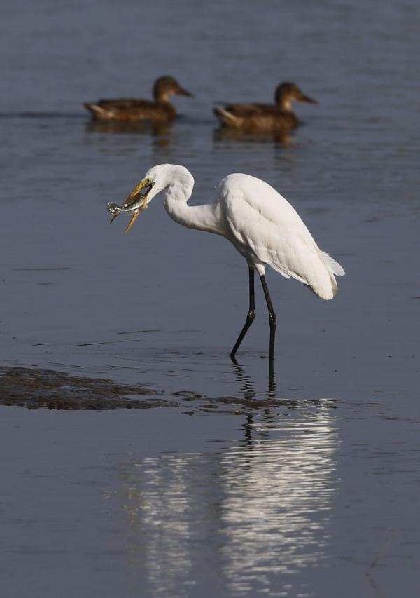 北戴河湿地候鸟的天堂 北戴河湿地候鸟的天堂