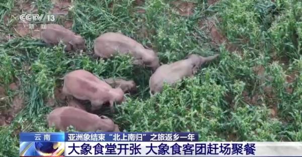 “大象食堂”开张了!云南野生亚洲象数量已超300头…… “大象食堂”开张了!云南野生亚洲象数量已超300头……