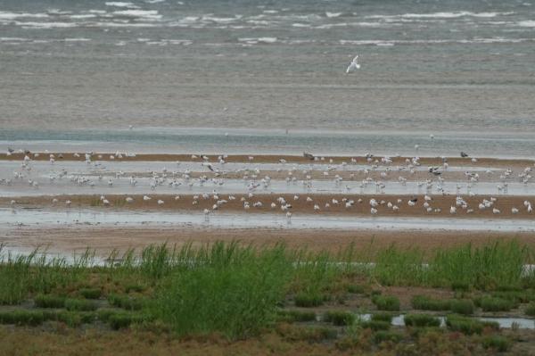 北戴河湿地候鸟的天堂 北戴河湿地候鸟的天堂