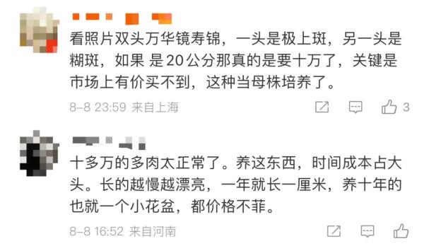 上海一盆市价10万的多肉被偷，网友评论炸锅了！真有这么贵吗？