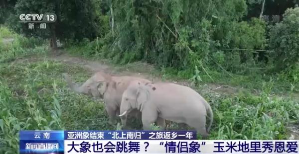 “大象食堂”开张了!云南野生亚洲象数量已超300头…… “大象食堂”开张了!云南野生亚洲象数量已超300头……