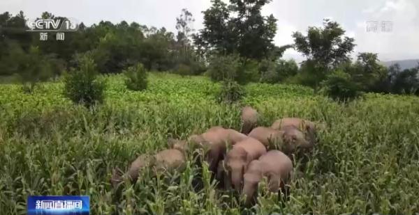 “大象食堂”开张了!云南野生亚洲象数量已超300头…… “大象食堂”开张了!云南野生亚洲象数量已超300头……