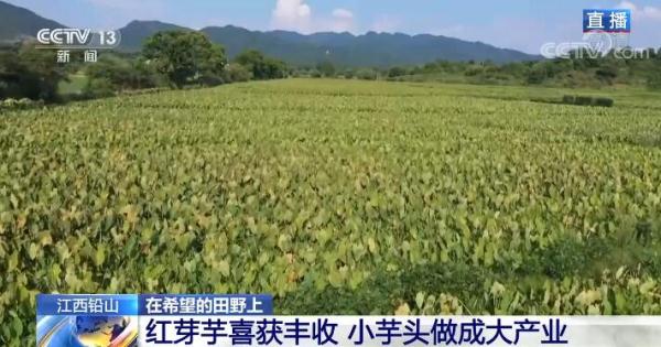 在希望的田野上 | 江西铅山：红芽芋喜获丰收 小芋头做成大产业