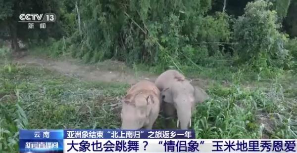 “大象食堂”开张了!云南野生亚洲象数量已超300头…… “大象食堂”开张了!云南野生亚洲象数量已超300头……