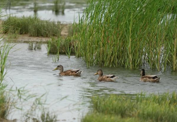 北戴河湿地候鸟的天堂 北戴河湿地候鸟的天堂