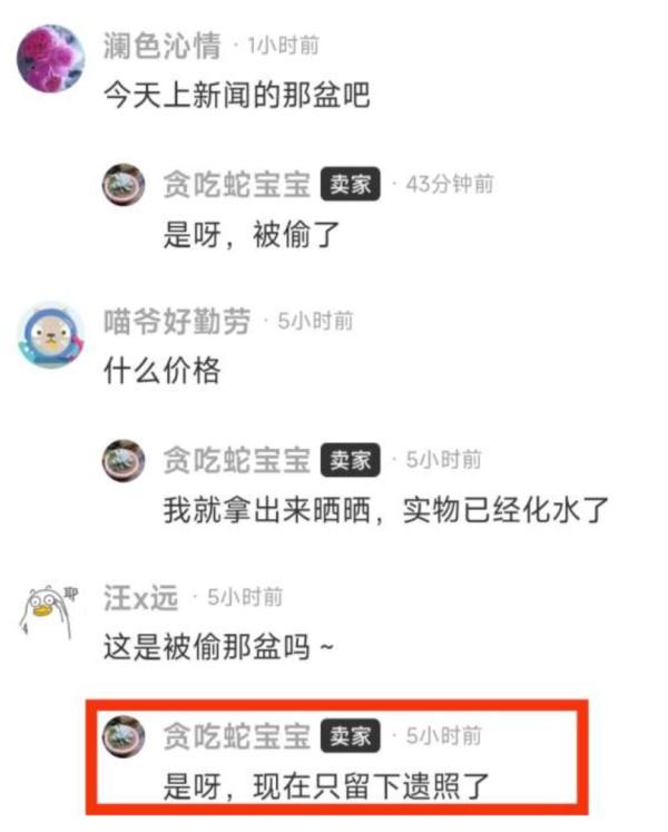 上海一盆市价10万的多肉被偷，网友评论炸锅了！真有这么贵吗？