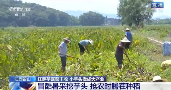 在希望的田野上 | 江西铅山：红芽芋喜获丰收 小芋头做成大产业