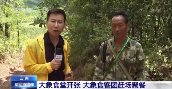 “大象食堂”开张了!云南野生亚洲象数量已超300头…… “大象食堂”开张了!云南野生亚洲象数量已超300头……