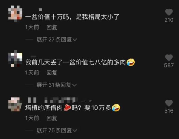 上海一盆市价10万的多肉被偷，网友评论炸锅了！真有这么贵吗？
