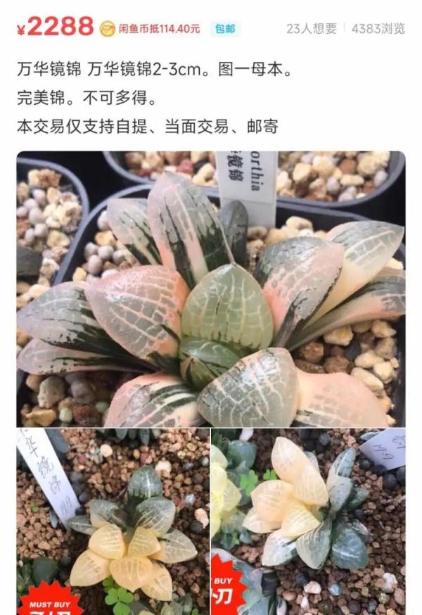 上海一盆市价10万的多肉被偷，网友评论炸锅了！真有这么贵吗？