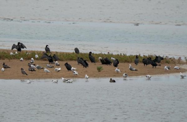 北戴河湿地候鸟的天堂 北戴河湿地候鸟的天堂