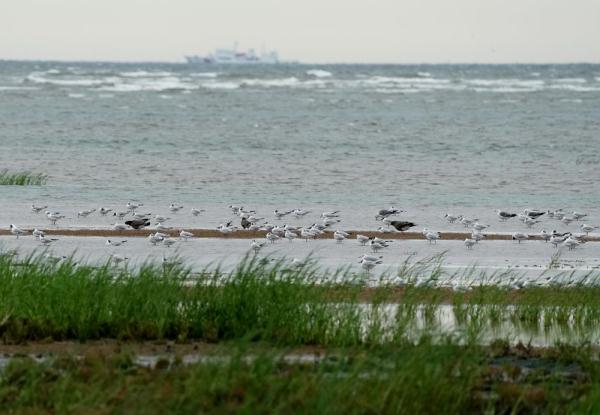 北戴河湿地候鸟的天堂 北戴河湿地候鸟的天堂